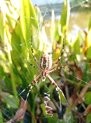 Argiope bruennichi