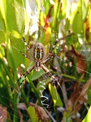 Argiope bruennichi