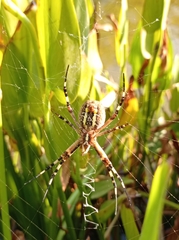 Argiope bruennichi