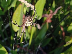 Argiope bruennichi