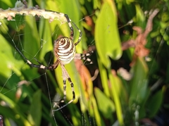 Argiope bruennichi