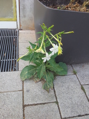 Nicotiana alata