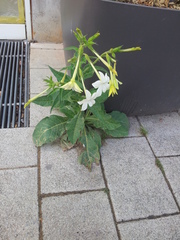 Nicotiana alata