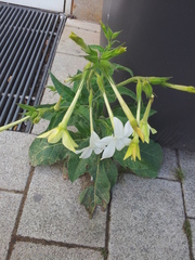 Nicotiana alata
