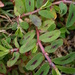 Euphorbia maculata - Photo (c) --Tico--, μερικά δικαιώματα διατηρούνται (CC BY-NC-ND)
