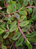 Spotted Spurge - Photo (c) --Tico--, some rights reserved (CC BY-NC-ND)