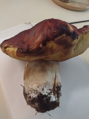 Boletus rubriceps