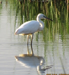 Egretta garzetta