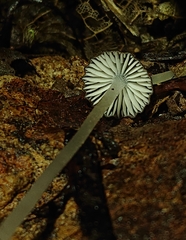 Pseudohydropus parafunebris
