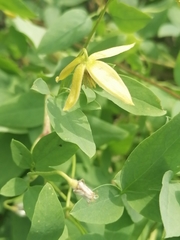 Clematis glauca