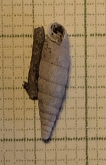 Alinda biplicata