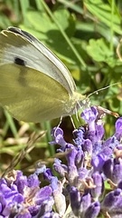 Pieris