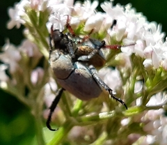 Hoplia argentea