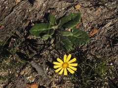 Othonna heterophylla