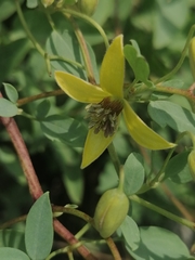 Clematis glauca