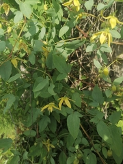 Clematis glauca