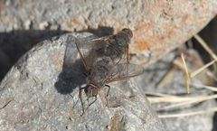 Aphoebantus melanogaster