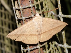 Ugia purpurea