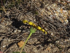 Othonna heterophylla