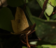 Krananda falcata