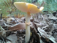 Amanita erythrocephala