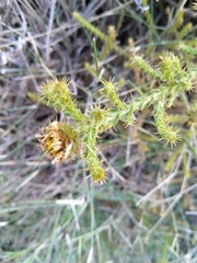 Cullumia reticulata