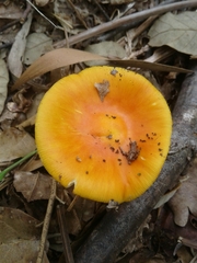 Amanita erythrocephala