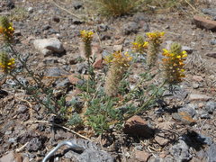 Dalea prostrata