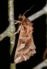 Callopistria exotica
