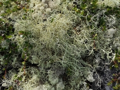 Alectoria ochroleuca