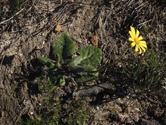 Othonna heterophylla