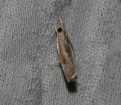 Culladia hastiferalis