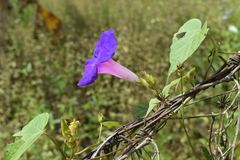 Ipomoea mitchelliae
