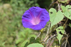 Ipomoea mitchelliae