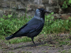 Corvus monedula
