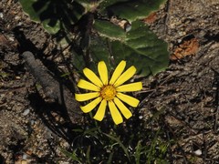 Othonna heterophylla