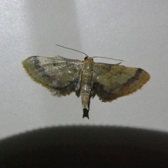 Idaea trypheropa
