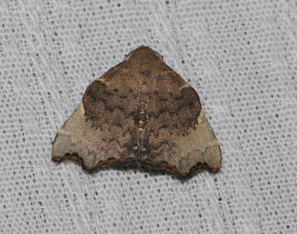 Goniocraspedon mistura