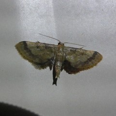 Idaea trypheropa