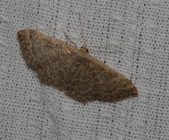 Idaea costiguttata