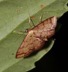 Idaea impexa