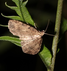 Pseudocollix hyperythra