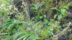 Galium aristatum