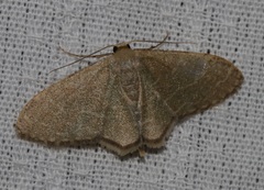 Lophophleps triangularis