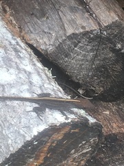 Anolis sagrei