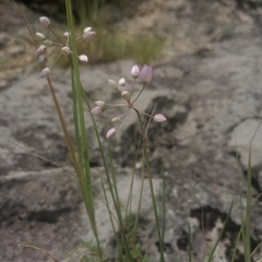 Allium vodopjanovae