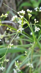 Galium aristatum
