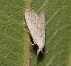 Meganola brunellus