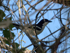 Laniarius major mossambicus