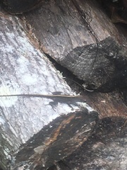 Anolis sagrei